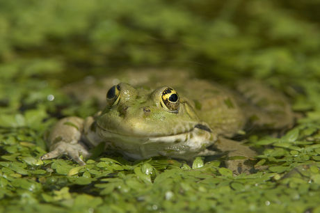 Marsh Frog Rana Ridibunda Syn Pelophylax Editorial Stock Photo - Stock 