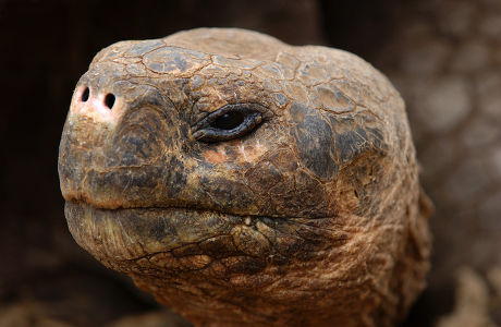 Galapagos Giant Tortoise Geochelone Nigra Closeup Editorial Stock Photo ...