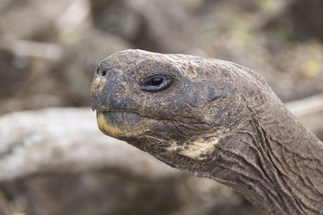 250 Pacific ocean heads Stock Pictures, Editorial Images and Stock ...