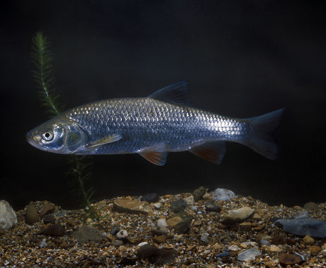 250 Chub Stock Pictures, Editorial Images and Stock Photos | Shutterstock