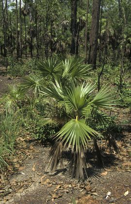 Pandanus Tree Pandanus Sp Young Tree Editorial Stock Photo - Stock ...