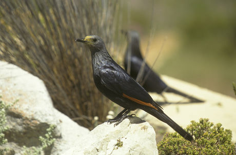 29 Onychognathus Stock Pictures, Editorial Images and Stock Photos