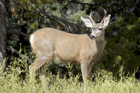 Mule Deer Odocoileus Hemionus Yearling Buck Editorial Stock Photo ...