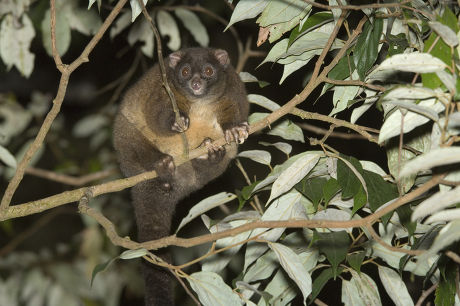 Brushytailed Ringtail Hemibelideus Lemuroides Adult Tree Editorial ...