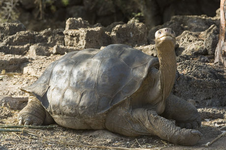 Pinta Island Tortoise Geochelone Nigra Abingdoni Editorial Stock Photo ...