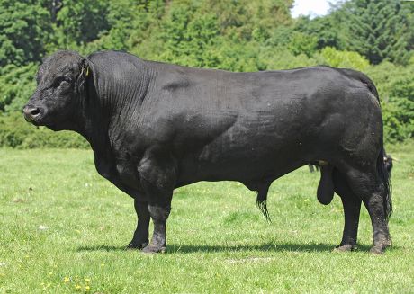 250 English bulls Stock Pictures, Editorial Images and Stock Photos ...