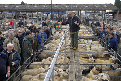 7,000 Ruminants Stock Pictures, Editorial Images and Stock Photos ...