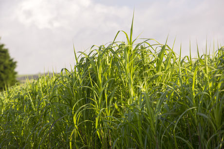 Elephant Grass Pennisetum Purpureum Being Grown Editorial Stock Photo ...