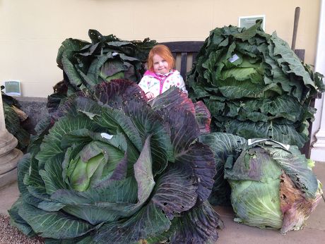 Giant veg competition at Aberglasney Gardens, Carmarthenshire, Wales - 25 Oct 2015