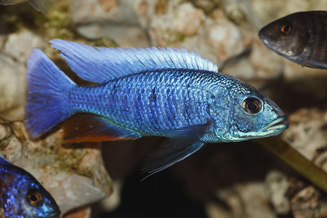 5 Haplochromis Stock Pictures, Editorial Images And Stock Photos 