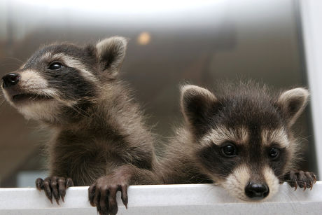 63 Baby raccoon Stock Pictures, Editorial Images and Stock Photos