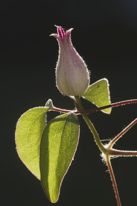 Clematis Vine Clematis Sp Blooming Angier Editorial Stock Photo - Stock ...