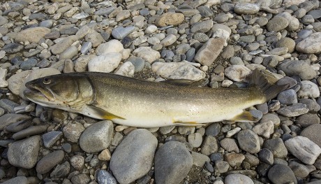 Bull Trout Char Salvelinus Confluentus Fishermens Editorial Stock Photo ...