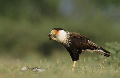 Crested Caracara Caracara Plancus Adult Eating Editorial Stock Photo