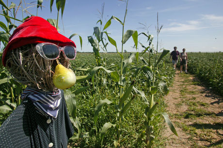 Scarecrow Corn Maze Ernst Nelly Hofer Editorial Stock Photo - Stock ...