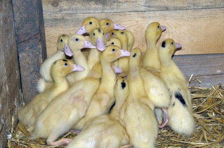 23 Duck pen Stock Pictures, Editorial Images and Stock Photos