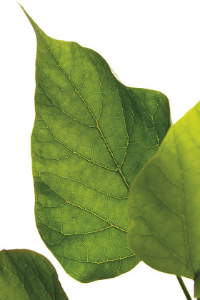 Catalpa Leaves Catalpa Aurea Editorial Stock Photo - Stock Image ...