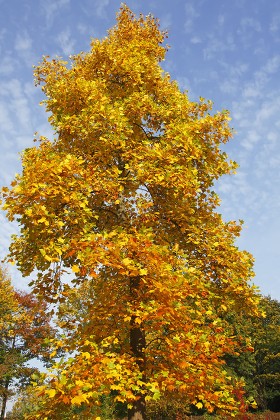 Tulip Tree Liriodendron Tulipifera Leaves Autumn Editorial Stock Photo ...