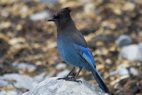 Stellers Jay Cyanocitta Stelleri Pacific Coast Editorial Stock Photo ...