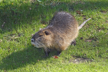 21 Nutria rats Stock Pictures, Editorial Images and Stock Photos ...