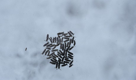 4 Isotoma Stock Pictures, Editorial Images and Stock Photos Shutterstock