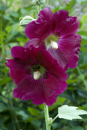 Common Hollyhock Alcea Rosea Gertrude Messners Editorial Stock Photo ...