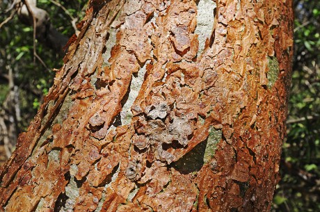 Bark Gumbolimbo Tree Bursera Simaruba Indio Editorial Stock Photo ...