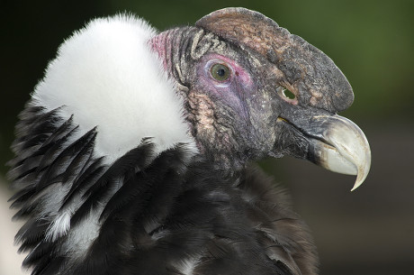 Juvenile Andean Condor Vultur Gryphus Open Editorial Stock Photo ...