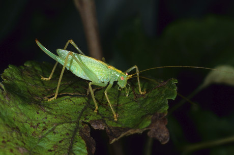 Drumming Katydid Oak Bushcricket Meconema Thalassinum Editorial Stock ...