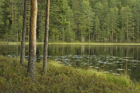 lake-pines-helvetinjaervi-national-park-finland-editorial-stock-photo