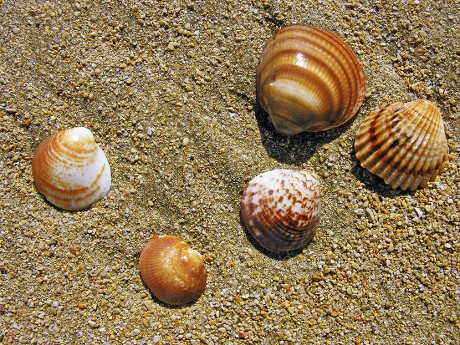 43 Seashell shape Stock Pictures, Editorial Images and Stock Photos ...