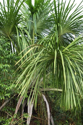 Moriche Palm Mauritia Flexuosa Amazon River Editorial Stock Photo ...