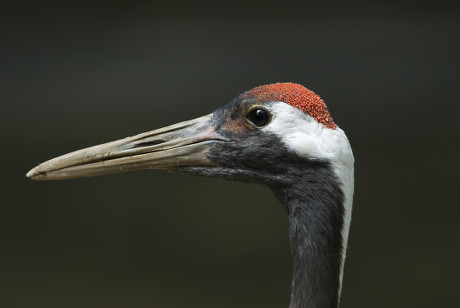 55 Cranes bill Stock Pictures, Editorial Images and Stock Photos ...