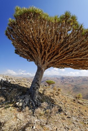 Dragons Blood Tree On Socotra Island Editorial Stock Photo - Stock