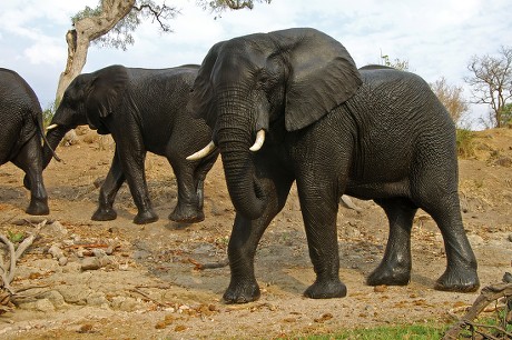 64 Elephant teeth Stock Pictures, Editorial Images and Stock Photos ...