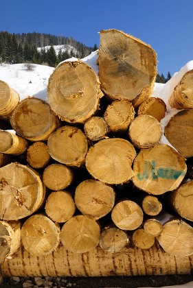 54 Spruce logs Stock Pictures, Editorial Images and Stock Photos ...