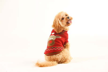 aldi dog xmas jumpers