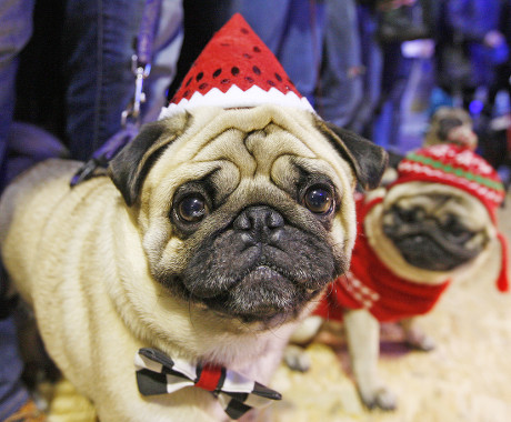 Pugs in christmas discount costumes