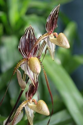 Paphiopedilum Saint Swithin Orchid Editorial Stock Photo - Stock Image ...