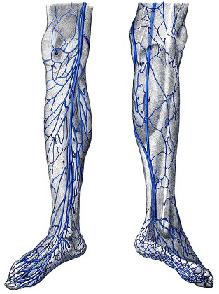 Veins Leg By Toldt Anatomical Atlas Editorial Stock Photo - Stock Image ...