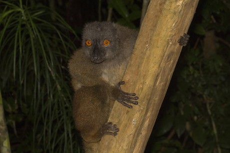 250 Lemuriformes Stock Pictures, Editorial Images and Stock Photos ...