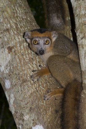 250 Lemuriformes Stock Pictures, Editorial Images and Stock Photos ...