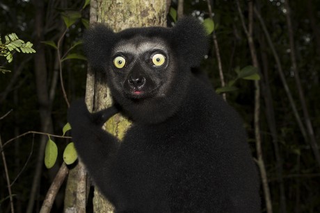 250 Lemuriformes Stock Pictures, Editorial Images and Stock Photos ...