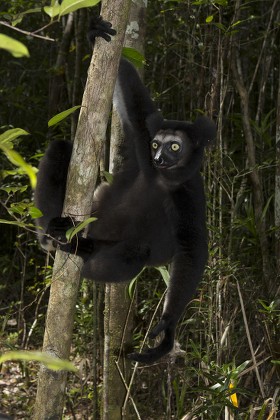 250 Lemuriformes Stock Pictures, Editorial Images and Stock Photos ...