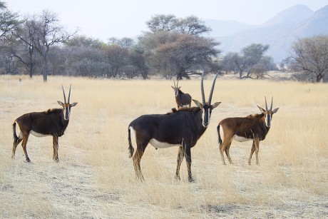 Sable Antelope Hippotragus Niger Buck Females Editorial Stock Photo ...