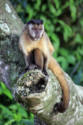 Tufted Capuchin Cebus Apella Adult Monkey Editorial Stock Photo - Stock ...