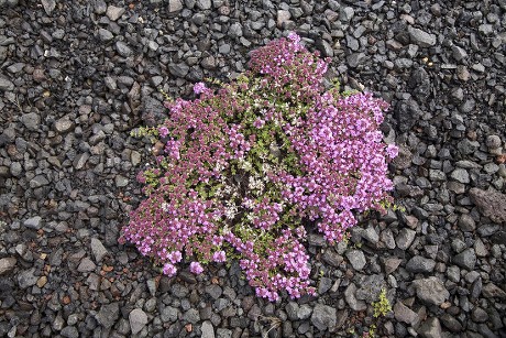 Arctic Thyme Thymus Praecox Arcticus Iceland Editorial Stock Photo ...