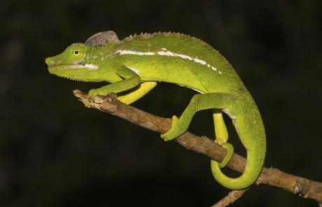 Belalanda Chameleon Furcifer Belalandaensis Male Rarest Editorial Stock ...