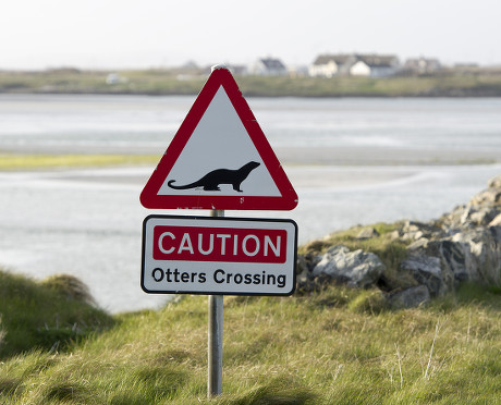Otters Crossing Sign Edge Coastal Road Editorial Stock Photo - Stock