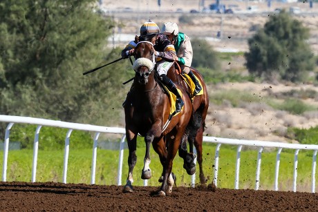 __COUNT__ Horse Racing From Jebel Ali, Dubai, United Arab Emirates - 08 ...